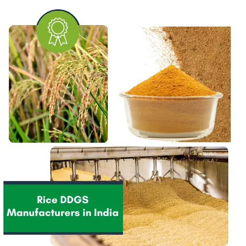 Rice DDGS Manufacturers in India