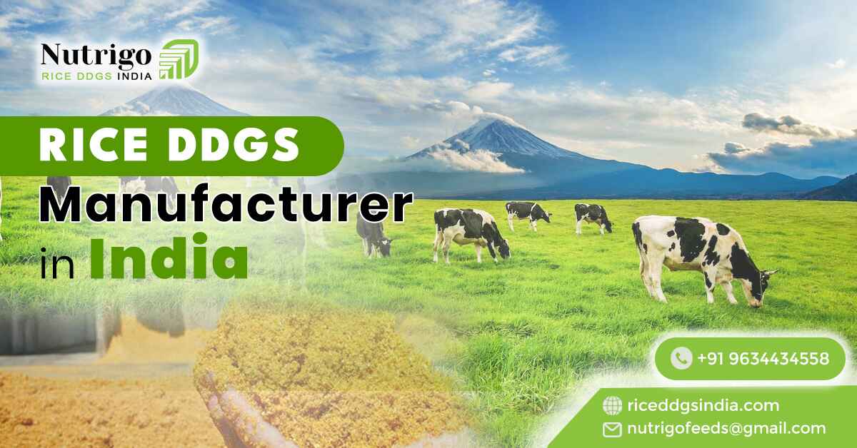 Exploring Rice DDGS India: The Premier Rice DDGs Manufacturers in India