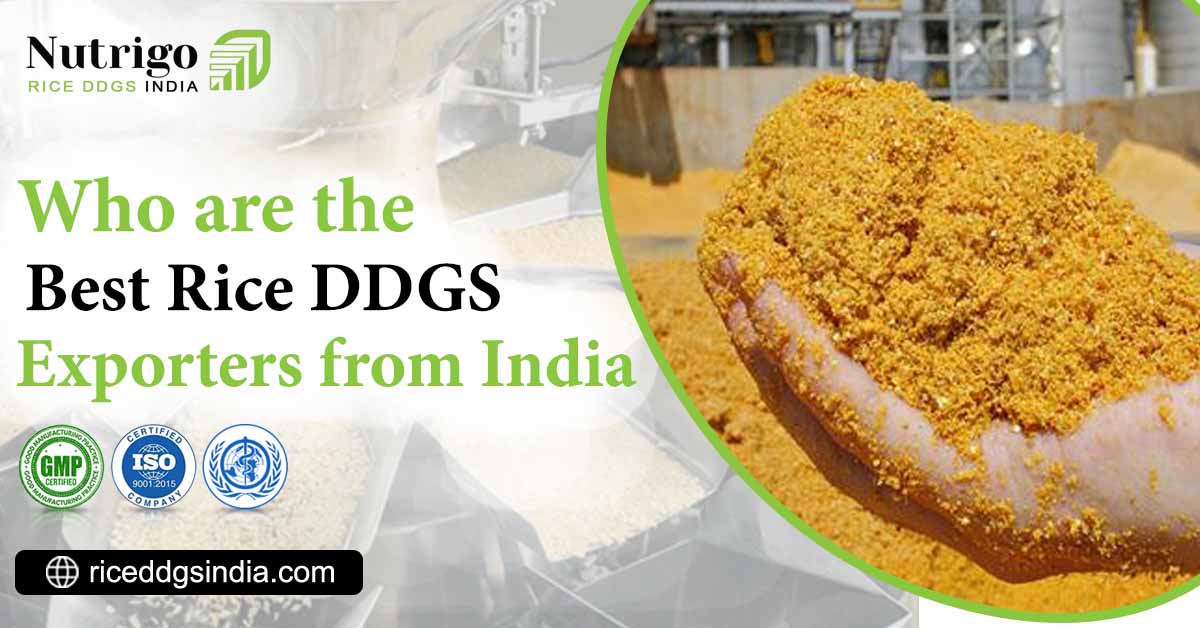 Rice DDGs Exporters from India