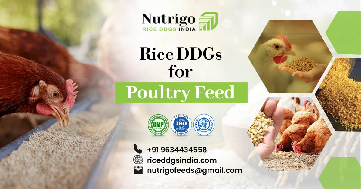 Rice ddgs for poultry feed