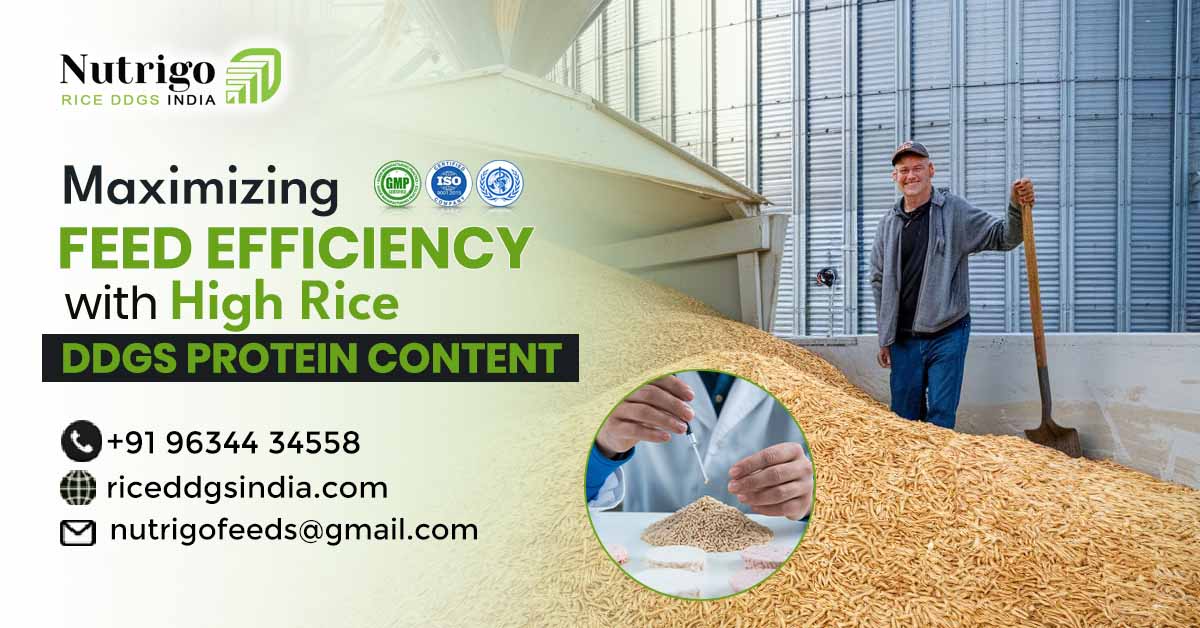 Maximizing Feed Efficiency with High Rice DDGS Protein Content