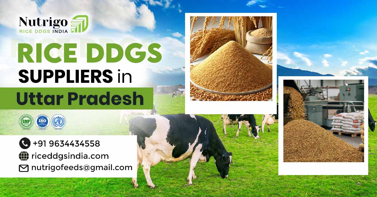 Rice DDGs Suppliers in Uttar Pradesh