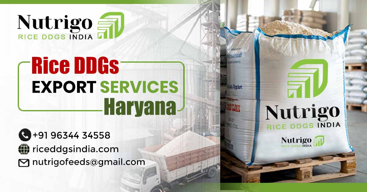 What Makes Rice DDGs Export Services in Haryana Essential in 2025?