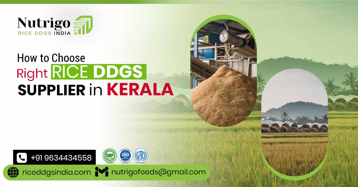How to Choose the Right Rice DDGs Supplier in Kerala How to Choose the Right Rice DDGs Supplier in Kerala