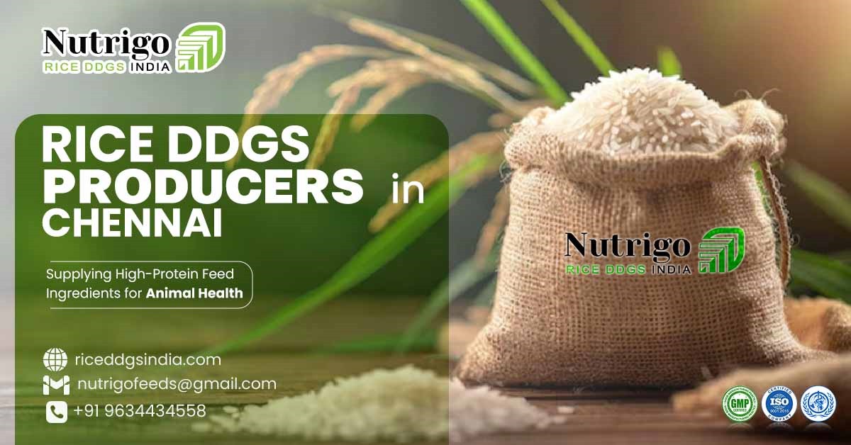 Rice DDGS producers in Chennai: supplying high-protein feed ingredients for animal health
