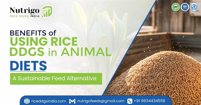 Why choose rice protein powder for animal feed: Nutritional advantages