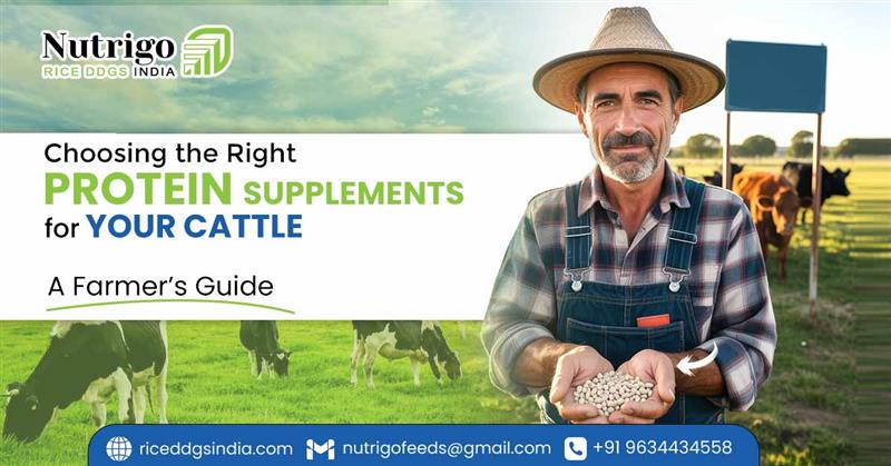 Choose Right Protein-rich Cattle Feed Supplements for Your Animals: A Farmer’s Guide