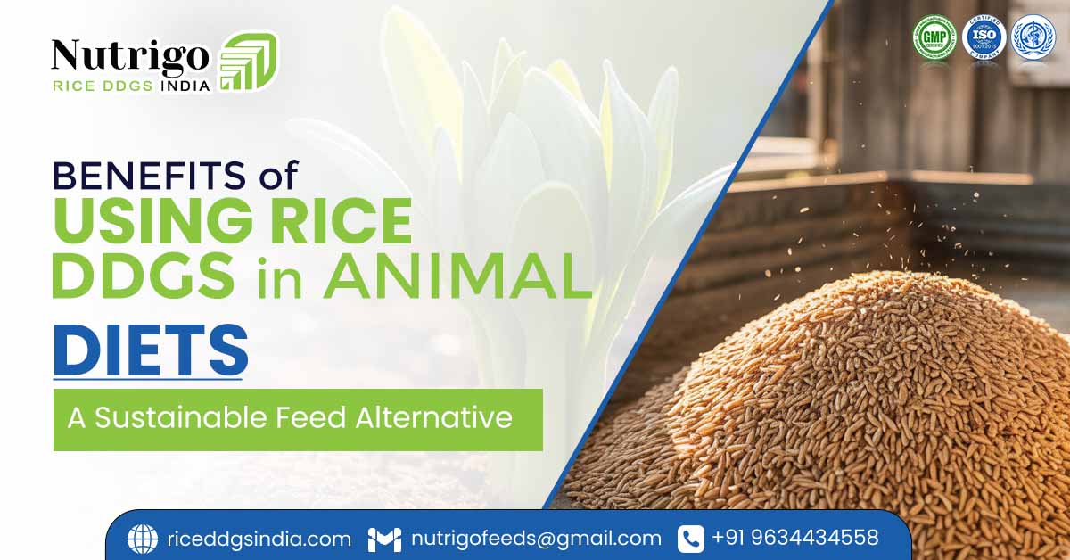 Benefits of Using Rice DDGS in Animal Diets: A Sustainable Feed alternative