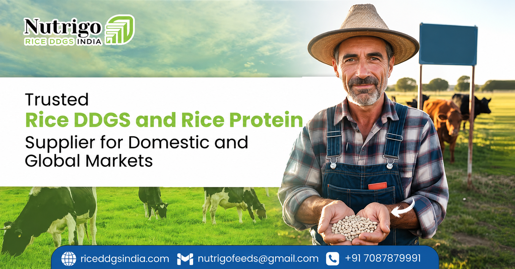 rice DDGS 50% protein supplier